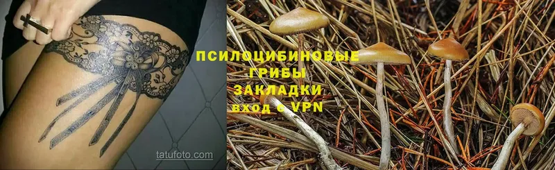 Галлюциногенные грибы Psilocybe  купить наркотики сайты  Нарьян-Мар 